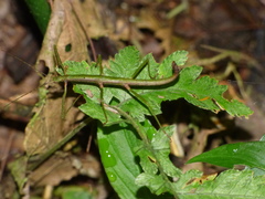 Ceroys perfoliatus