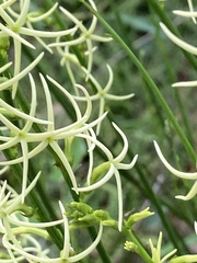 Tripterococcus brunonis