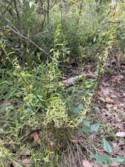 Tripterococcus brunonis