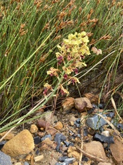 Tritoniopsis parviflora