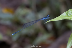 Prodasineura laidlawii