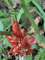 Zingiberaceae