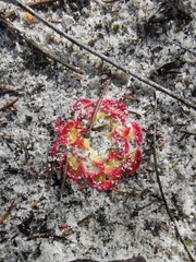 Drosera zonaria