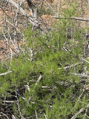 Asparagus nelsii