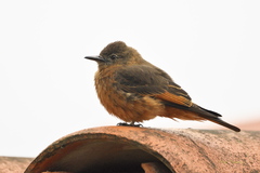 Hirundinea ferruginea