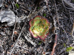 Drosera zonaria