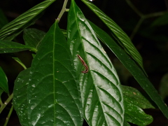 Helicorthomorpha