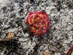 Drosera zonaria