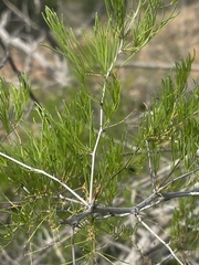 Asparagus nelsii