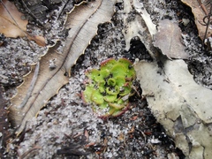 Drosera zonaria