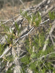 Asparagus nelsii