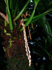 Coelogyne