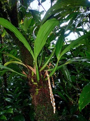 Coelogyne