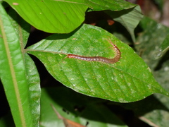 Otostigmus