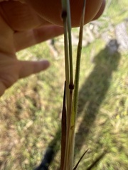 Bromus