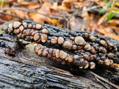 Xylobolus frustulatus