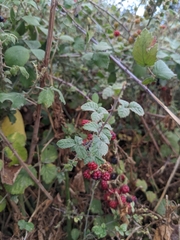 Rubus creticus