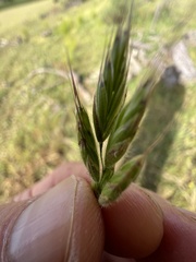 Bromus
