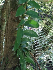 Rhaphidophora hongkongensis