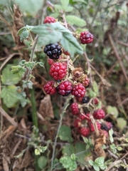 Rubus creticus