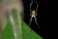 Thwaitesia margaritifera