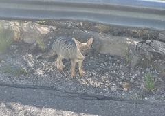 Lycalopex gymnocercus