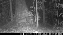 Cephalophus silvicultor