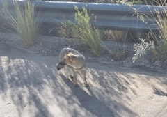 Lycalopex gymnocercus