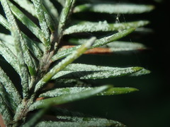 Fellhanera bouteillei