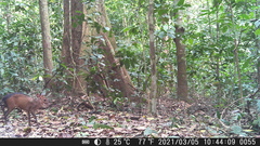 Cephalophorus callipygus