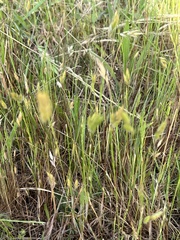 Bromus