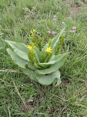 Hypoxis colchicifolia