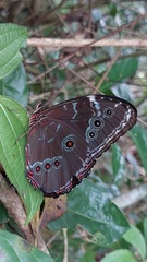 Morpho achilles
