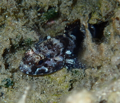 Gobius paganellus