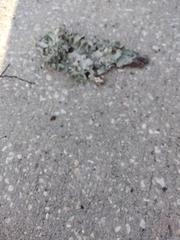 Parmotrema perforatum