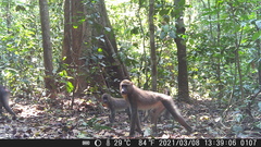 Mandrillus sphinx