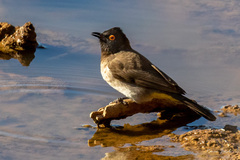 Pycnonotus nigricans