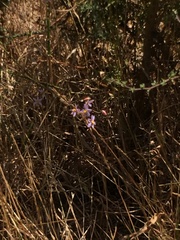 Cyanella hyacinthoides