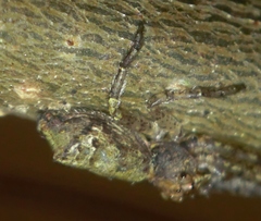 Tmarus angulatus