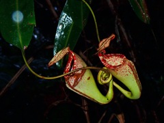 Nepenthes burbidgeae