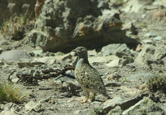 Thinocorus orbignyianus