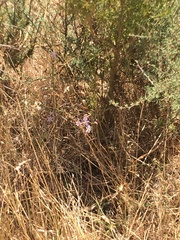 Cyanella hyacinthoides