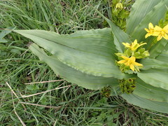 Hypoxis colchicifolia