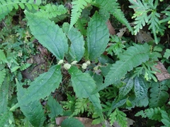Elatostema cyrtandrifolium