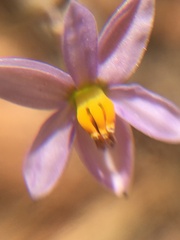Cyanella hyacinthoides