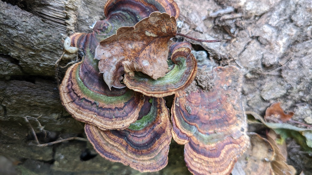 Microporus affinis · November 2022 · photo: © atsushi_nakajima_cirque (iNaturalist, cc-by)