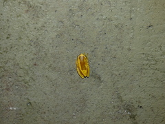 Dendropsophus elegans