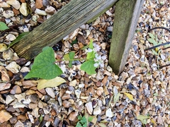 Fagopyrum esculentum