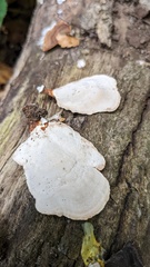 Microporus affinis