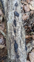 Annulohypoxylon truncatum